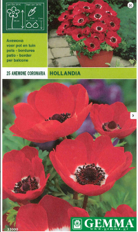 ANEMONE HOLLANDIA